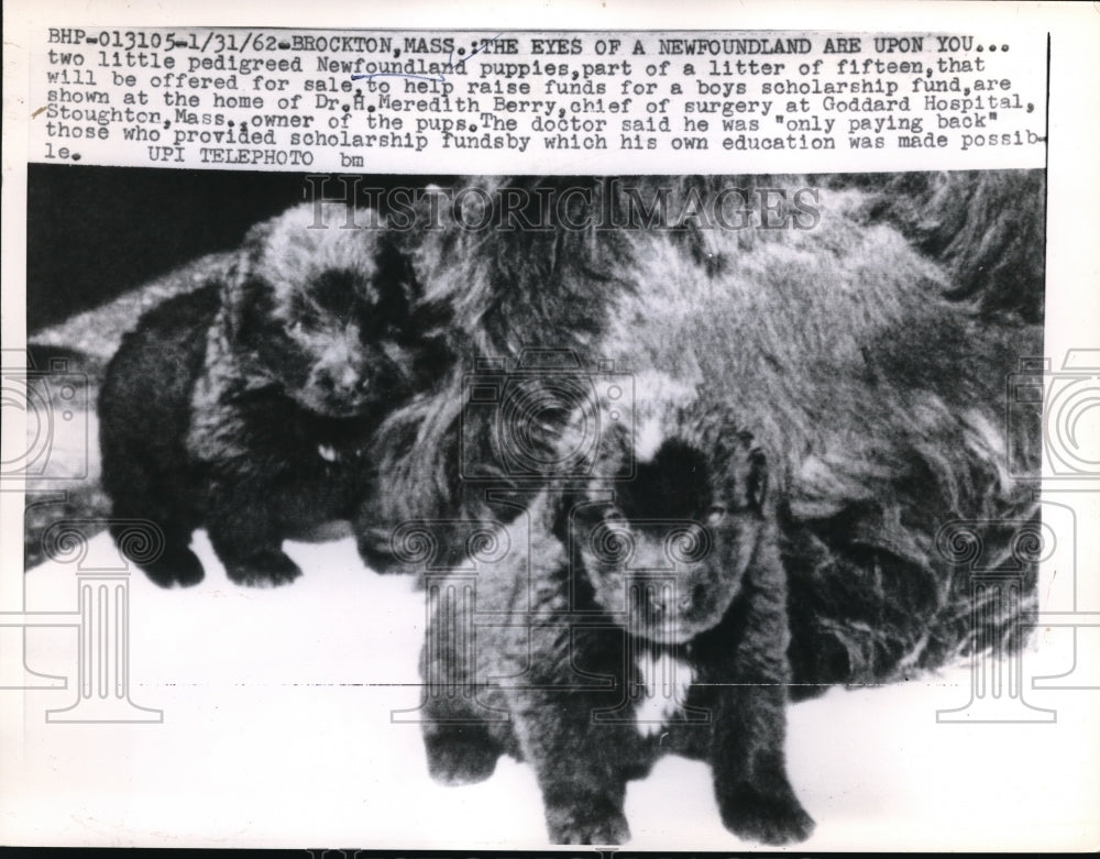 1962 Press Photo Two  pedigreed newfoundland puppies for sale to raise funds- Historic Images