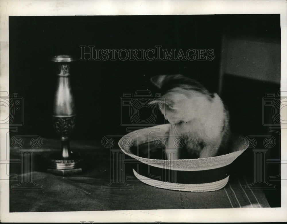 1938 Press Photo Cat Katie in hat- Historic Images