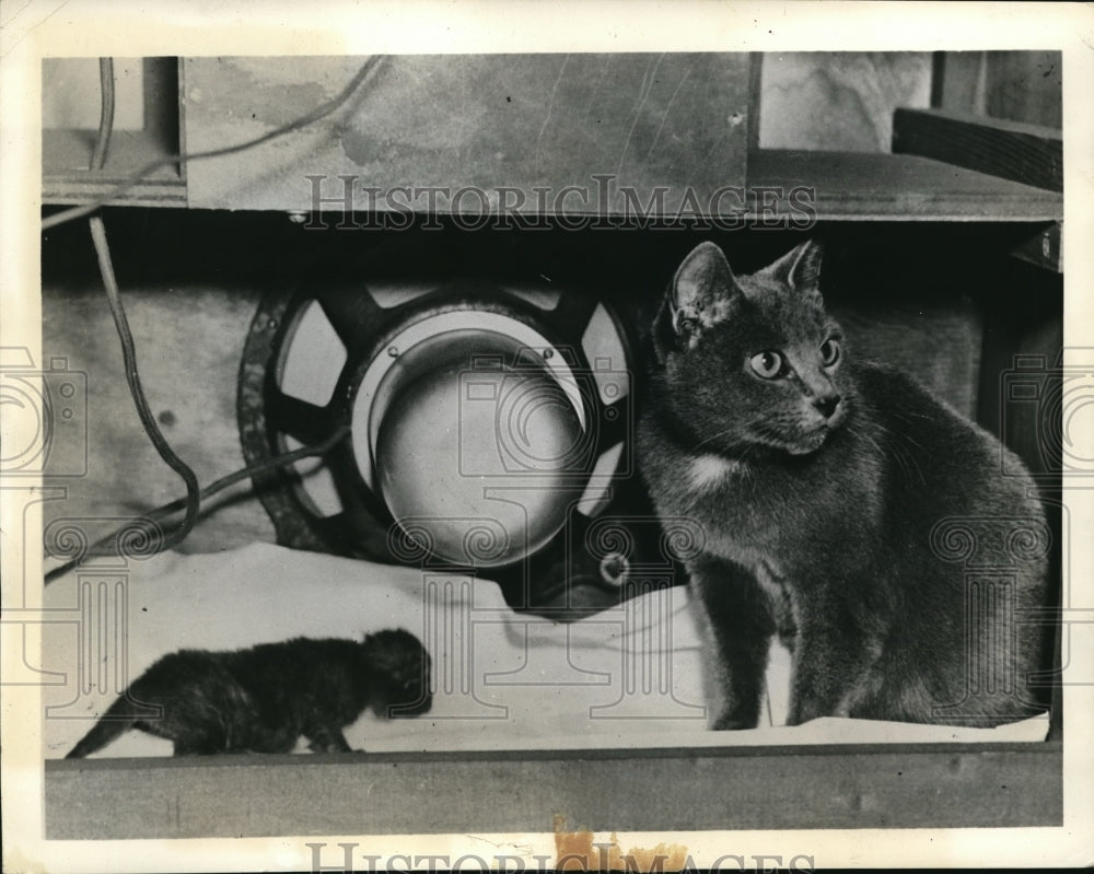 1935 Press Photo Cats Kittens Depression Washington DC Eva M Colbert Single Cat