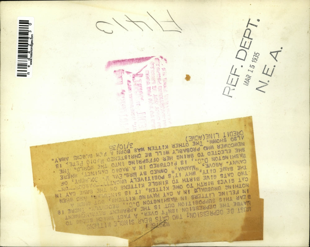 1935 Press Photo Cats Kittens Depression Washington DC Eva M Colbert Single Cat