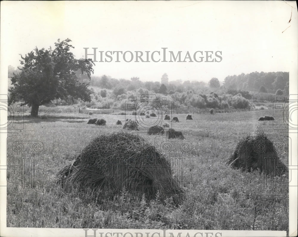 1901 Press Photo Field of Haystacks in Michigan- Historic Images