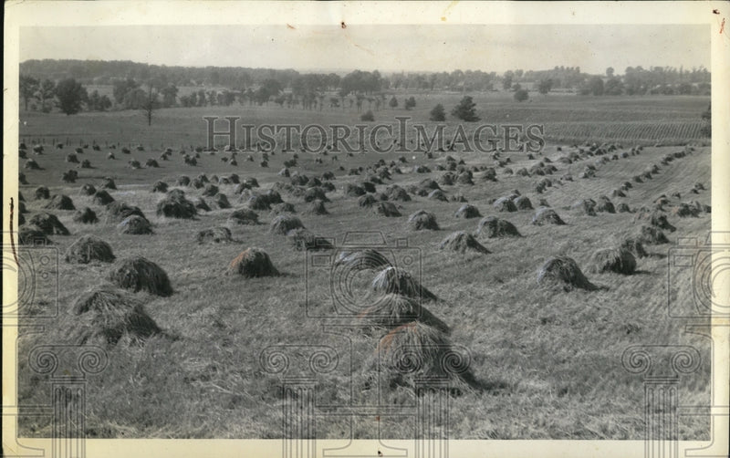 Load image into Gallery viewer, 1937 Press Photo Harvest in MIchigan
