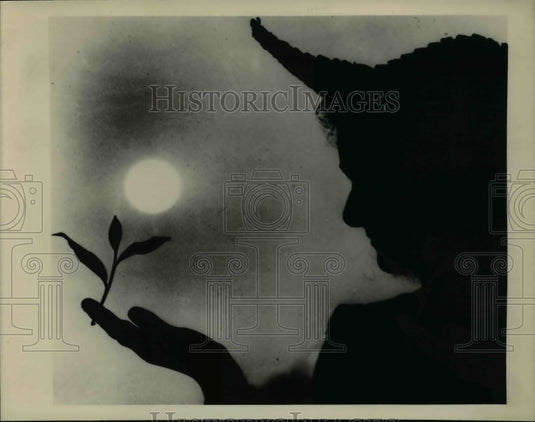 Press Photo Russian Georgian Tea Farm in silhouette- Historic Images