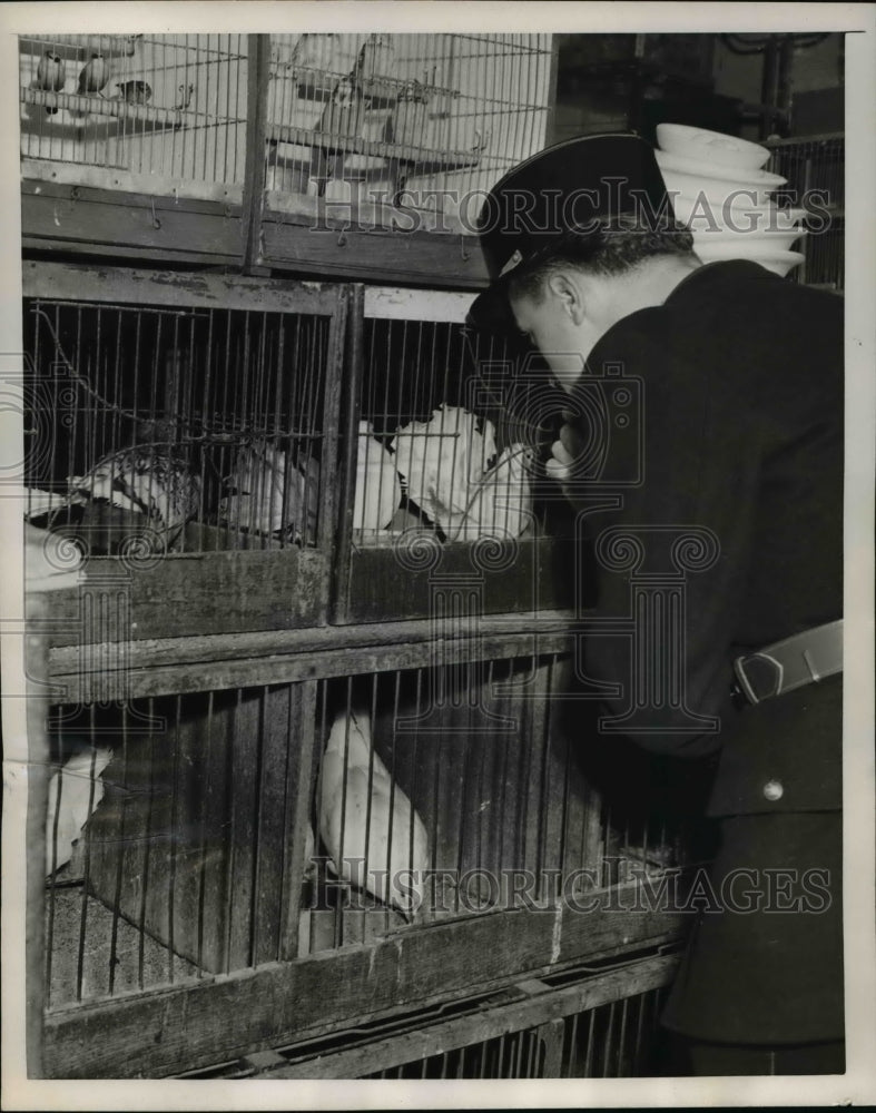 Load image into Gallery viewer, 1952 Press Photo Group of caged pigeons checked by Parisian Policeman
