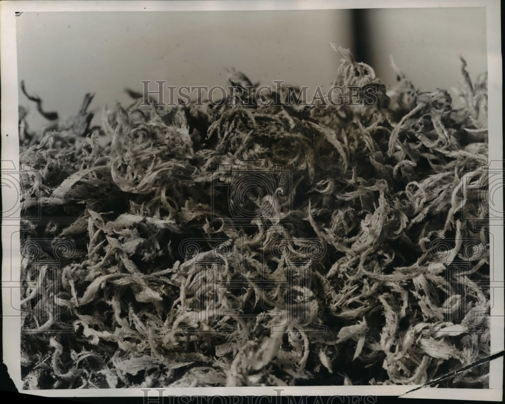 1938 Press Photo Macro photo April fooler can you name it Its a layer of