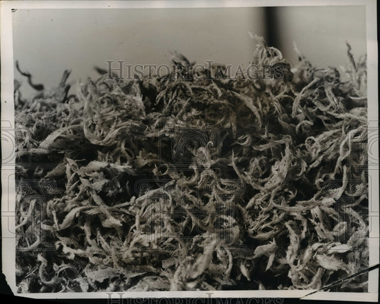 1938 Press Photo Macro photo April fooler can you name it Its a layer of