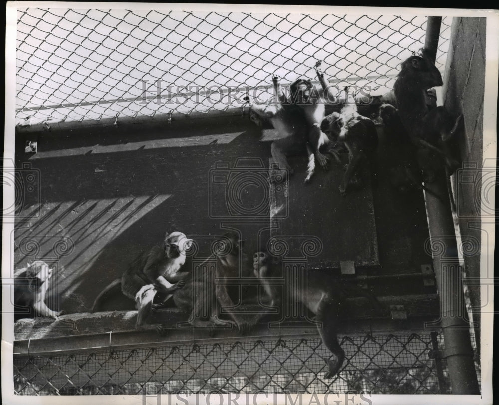 1955 Press Photo Monkeys Used for the Polio Vaccine