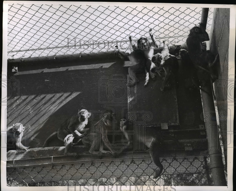 Load image into Gallery viewer, 1955 Press Photo Monkeys Used for the Polio Vaccine
