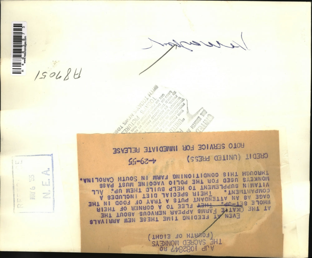 1955 Press Photo Monkeys Used for the Polio Vaccine