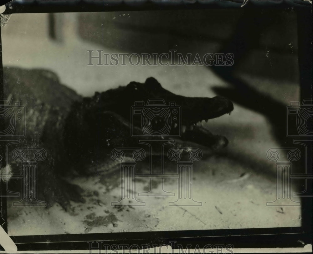 1926 Press Photo Alligator with Open Mouth