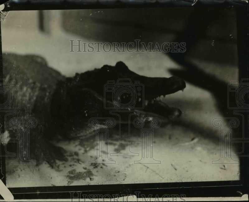 Load image into Gallery viewer, 1926 Press Photo Alligator with Open Mouth
