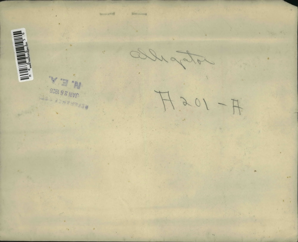 1926 Press Photo Alligator with Open Mouth