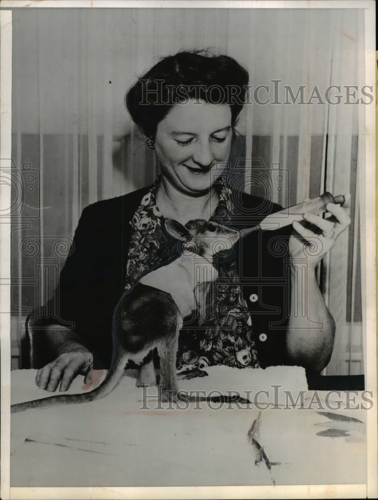 1945 Press Photo Kangaroo's New Home