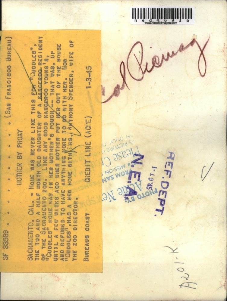 1945 Press Photo Kangaroo's New Home