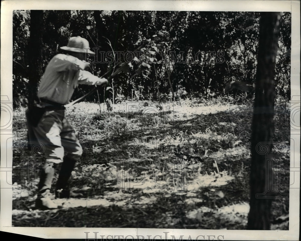 1940 Press Photo Arrow Strikes Lion Square White Streak Animals Ear