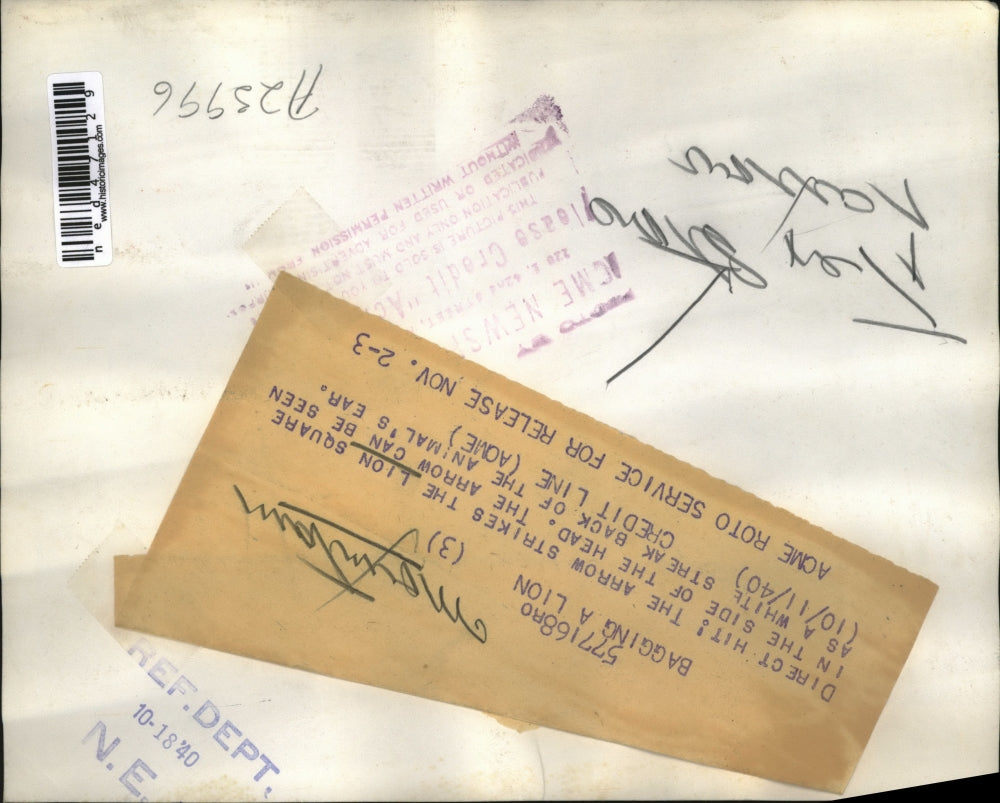 1940 Press Photo Arrow Strikes Lion Square White Streak Animals Ear