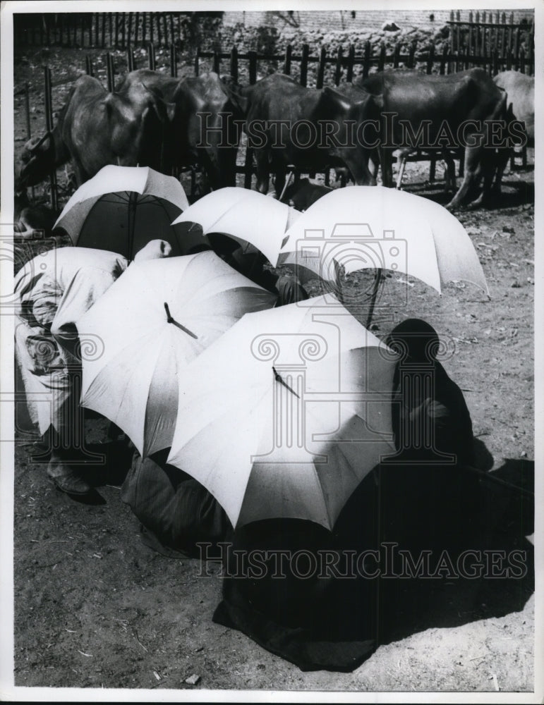 1968 Press Photo Egypt's Friday Market under umbrellas