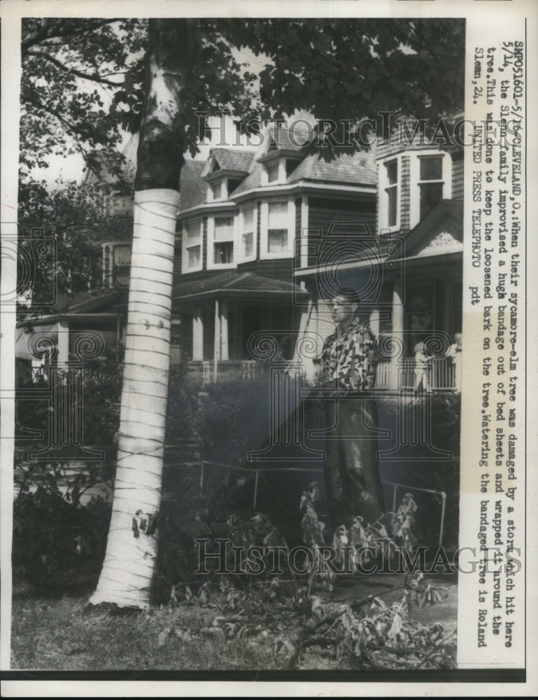 1957 Press Photo Watering the bandaged tree is Roland Slenn- Historic Images