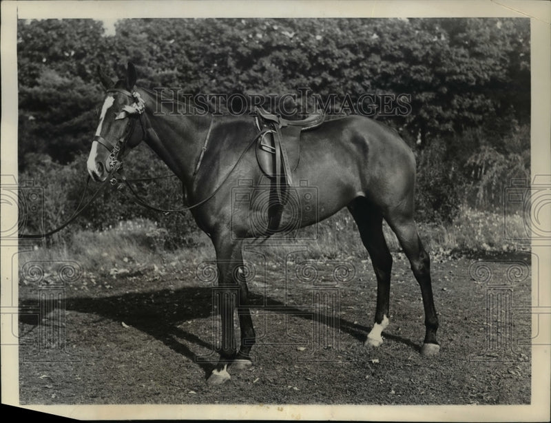 Load image into Gallery viewer, 1937 Press Photo Topper, winner of the class novice ponies-playing tournament
