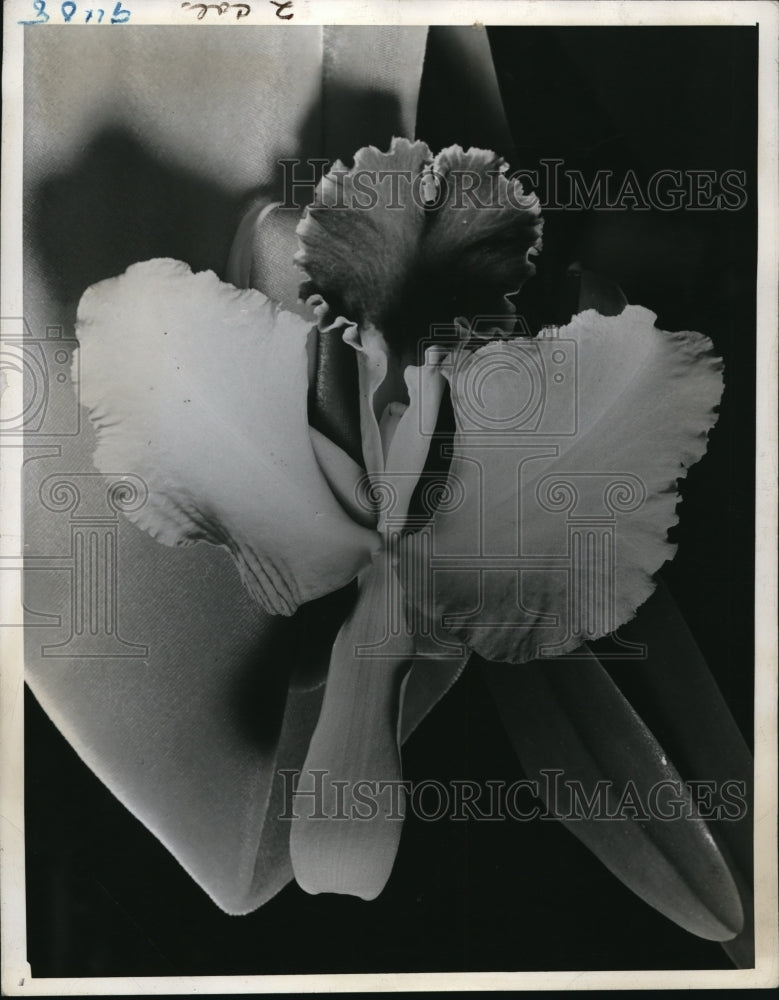 1941 Press Photo New Orchid, Lady Halifax Flower Show