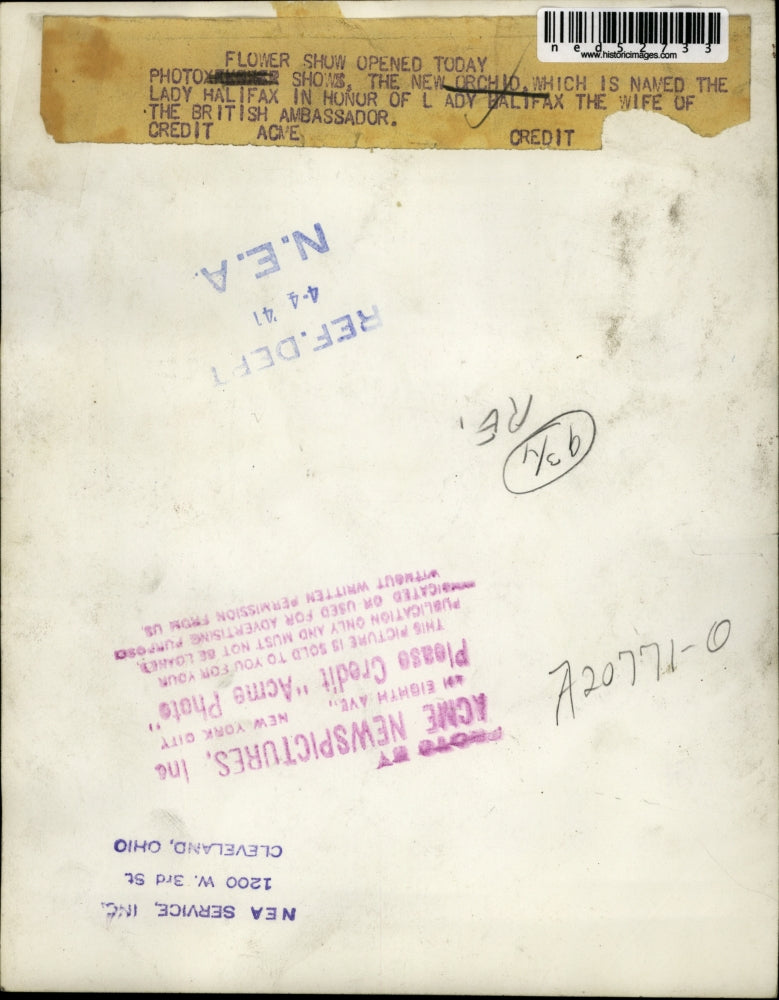 1941 Press Photo New Orchid, Lady Halifax Flower Show