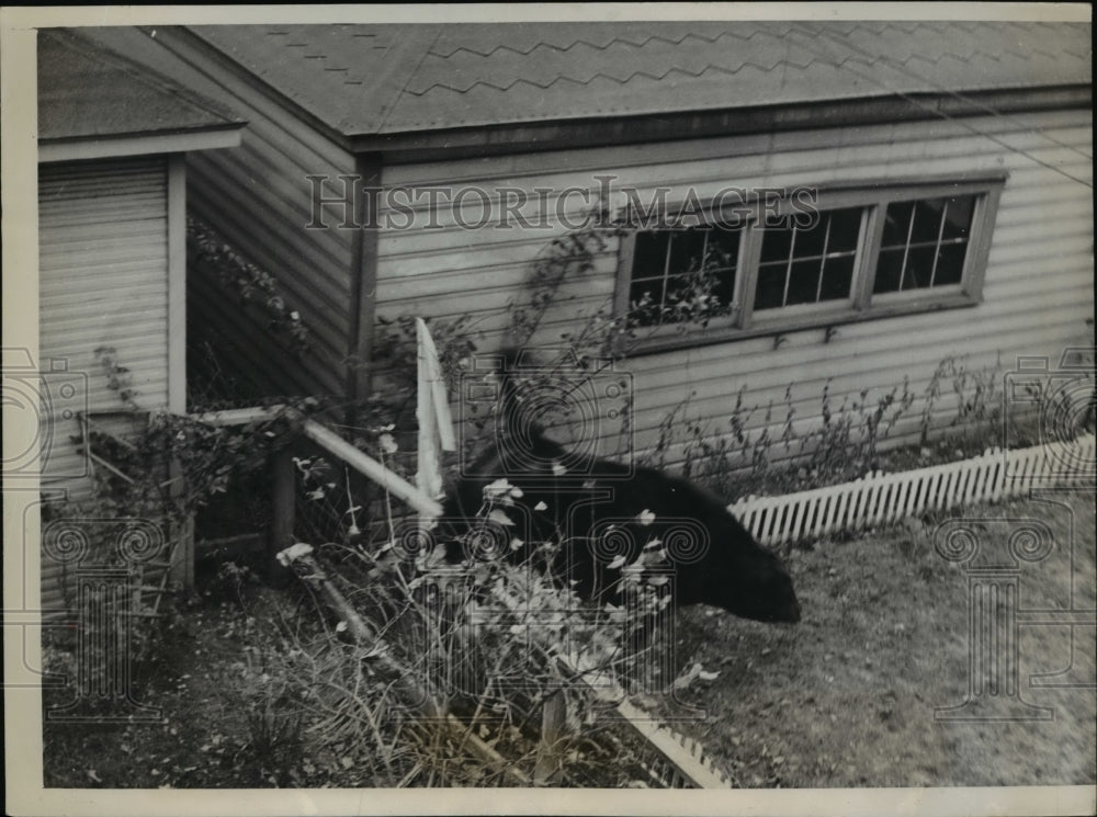 1938 Press Photo The fence jumping of the truck steer