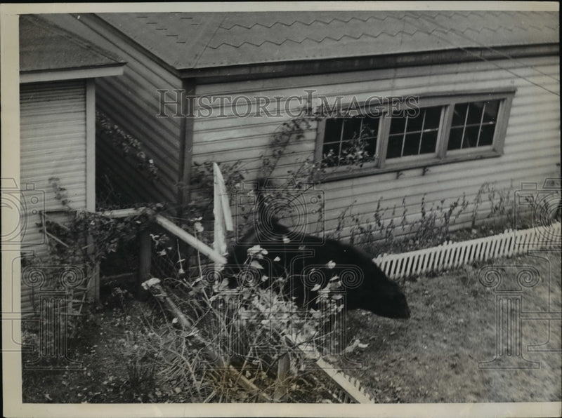 Load image into Gallery viewer, 1938 Press Photo The fence jumping of the truck steer
