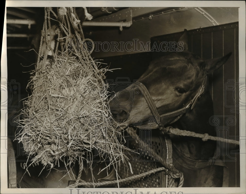 1939 Press Photo Capt. Robert Taylor's Horse in his morning meal