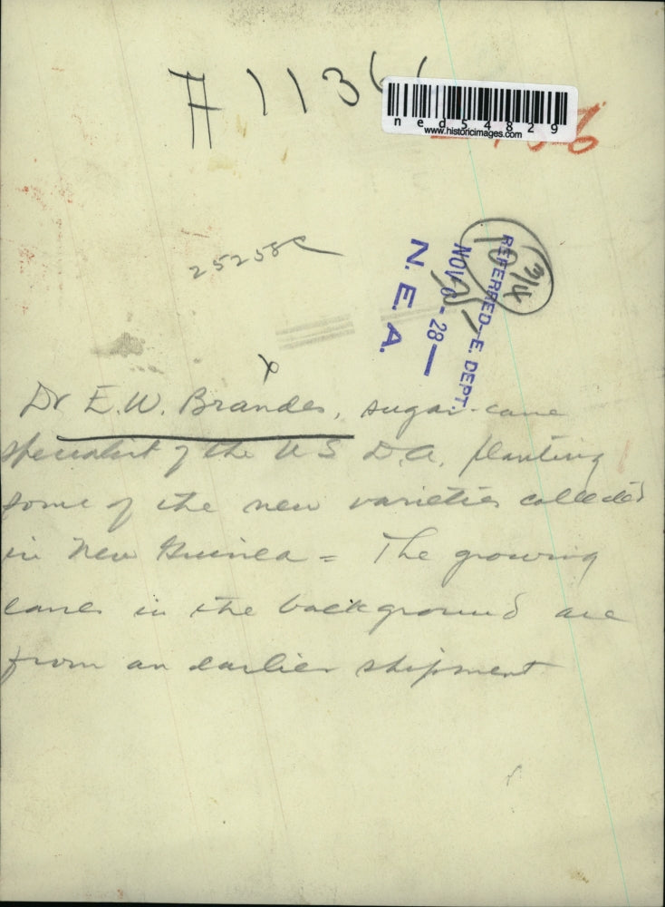 1928 Press Photo Dr. E.W. Brandes, sugar cane specialist of the USDA