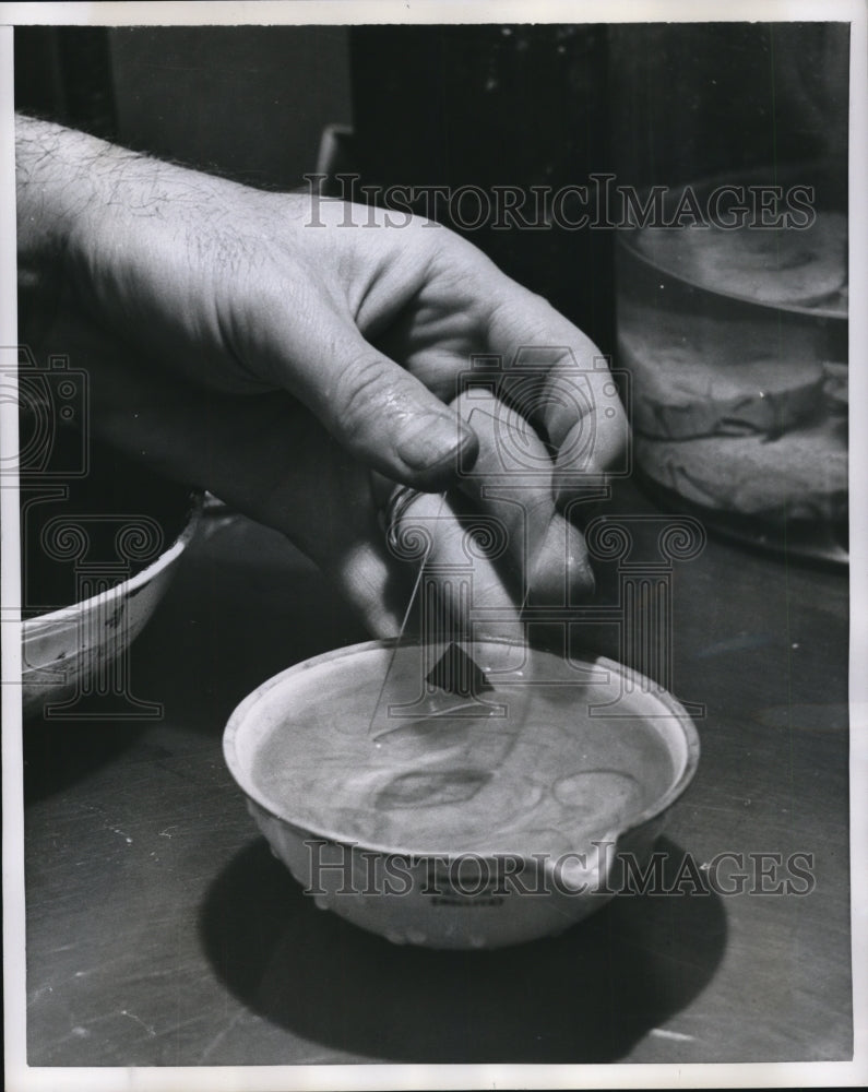 1956 Press Photo Surplus dye is washed off before before the results- Historic Images