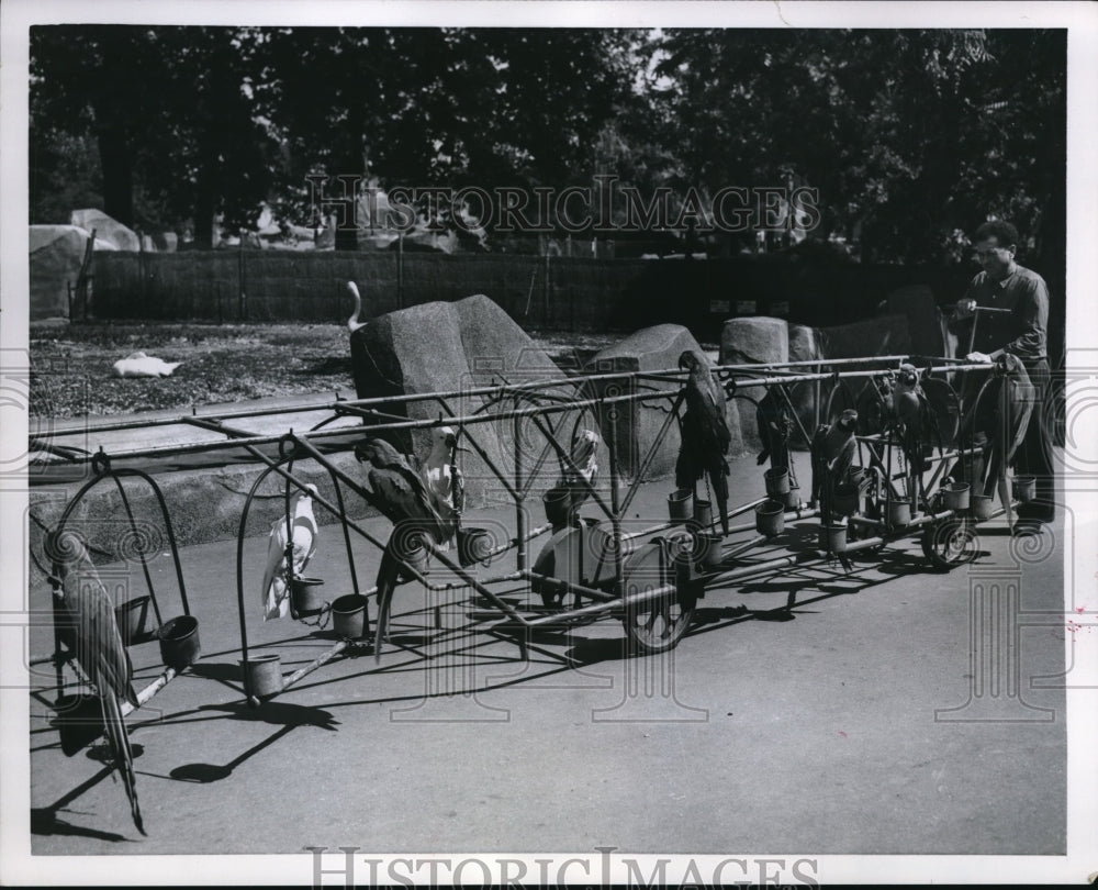 1954 Press Photo Parrots get a ride in Vincennes Zoo- Historic Images