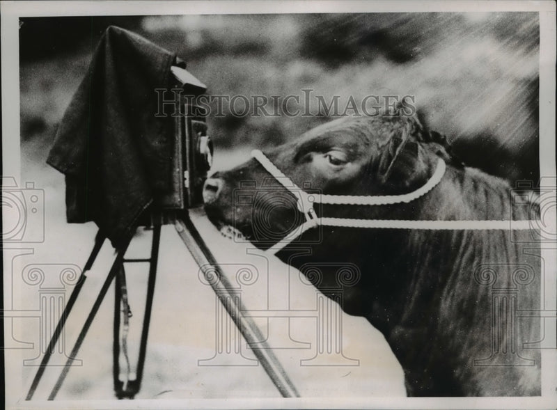 Load image into Gallery viewer, 1938 Press Photo Heifer won 1st Prize at the Hertfordshire Agricultural Show
