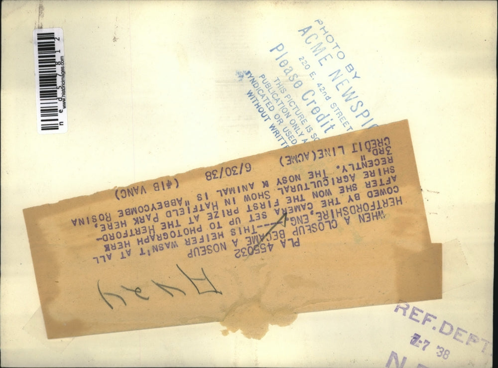 1938 Press Photo Heifer won 1st Prize at the Hertfordshire Agricultural Show