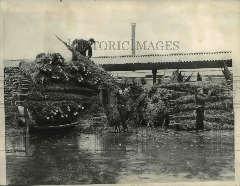 1940 Press Photo Christmas Tree from North