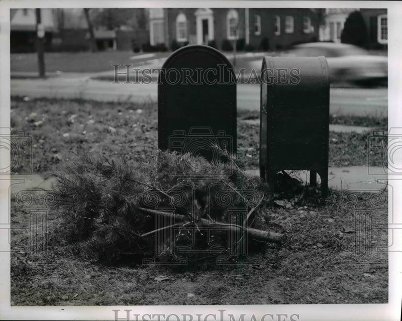Load image into Gallery viewer, 1957 Press Photo Rocky River Ohio use Christmas trees on a lawn for pickup
