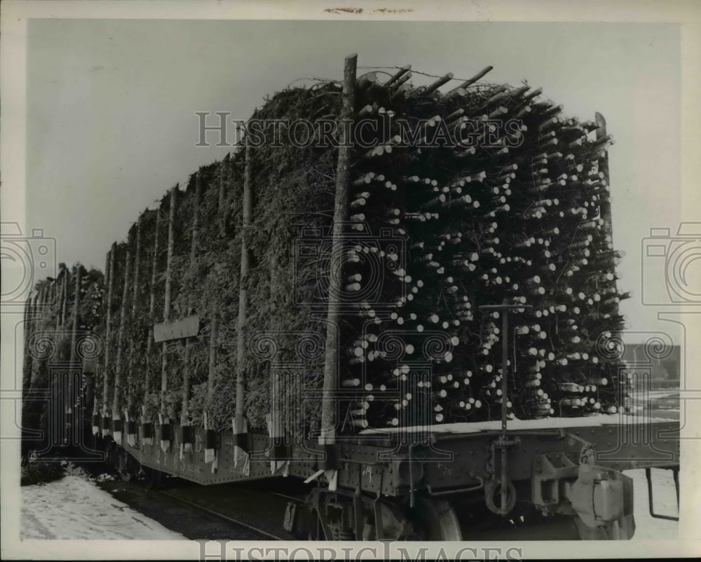 1938 Press Photo Evergreen trees for annual Christmas tree harvest in Maine