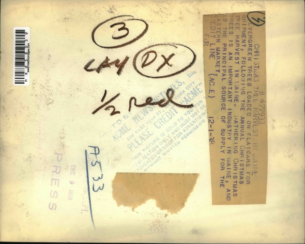 1938 Press Photo Evergreen trees for annual Christmas tree harvest in Maine