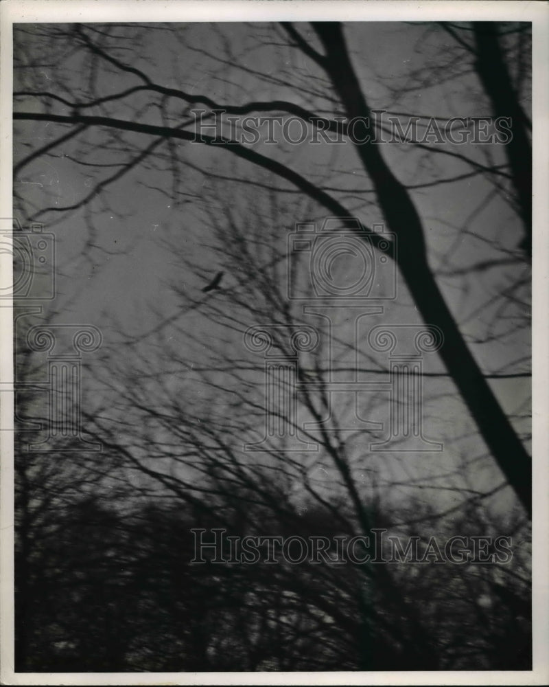 1957 Press Photo Buzzard Returns to the South