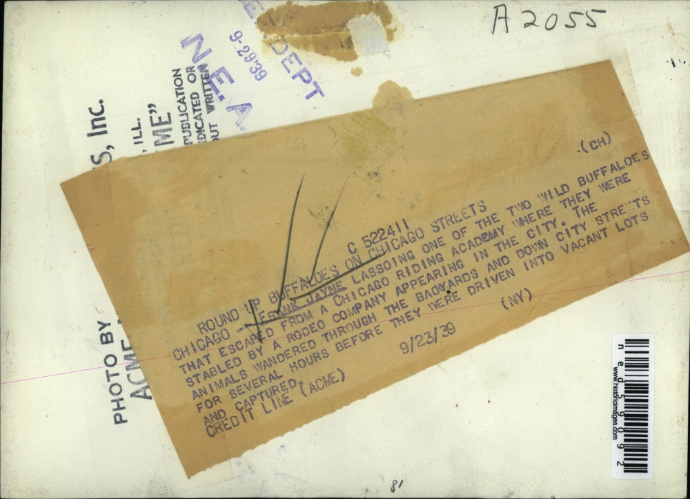 1939 Press Photo Frank Jayne Rounds Up Buffalo That Escaped on Chicago Streets