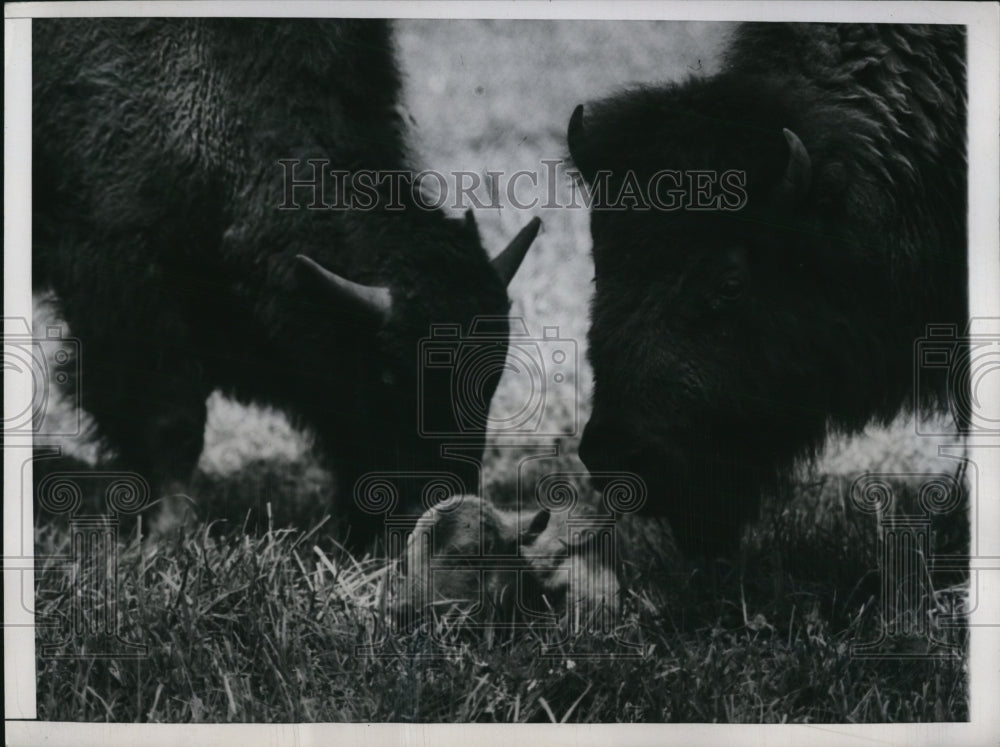 1948 Press Photo Baby Buffalo