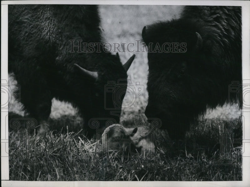 Load image into Gallery viewer, 1948 Press Photo Baby Buffalo
