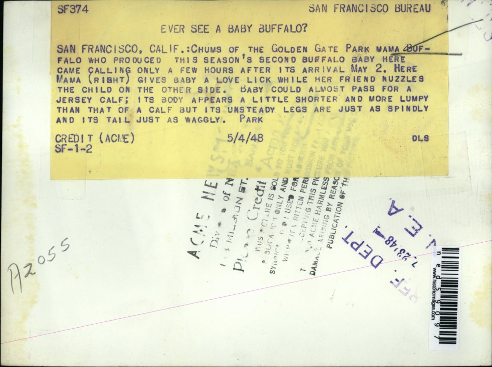 1948 Press Photo Baby Buffalo