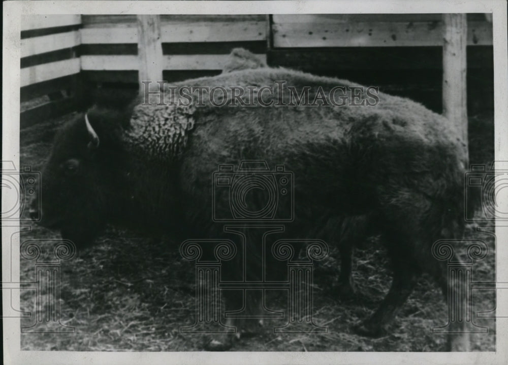 1940 Press Photo Amateur Buffalo Matadors Prepare For Tournament