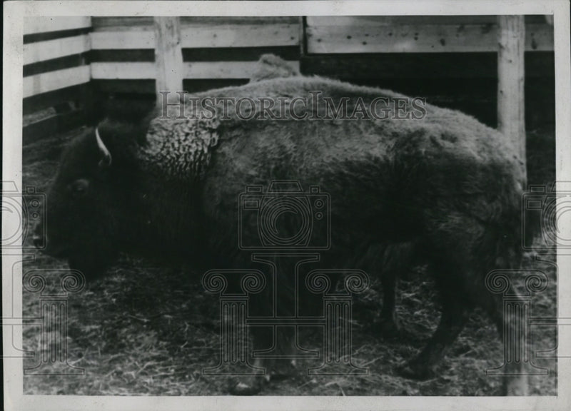 Load image into Gallery viewer, 1940 Press Photo Amateur Buffalo Matadors Prepare For Tournament
