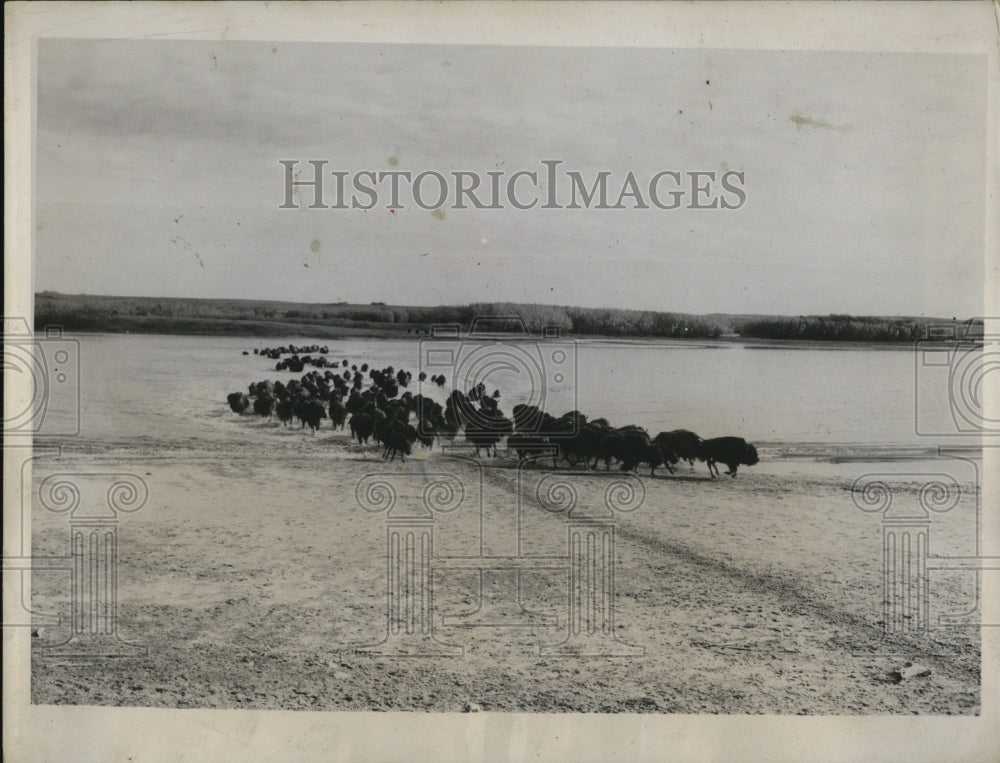 1933 Press Photo Big Herd of Buffalo on the North American Continent