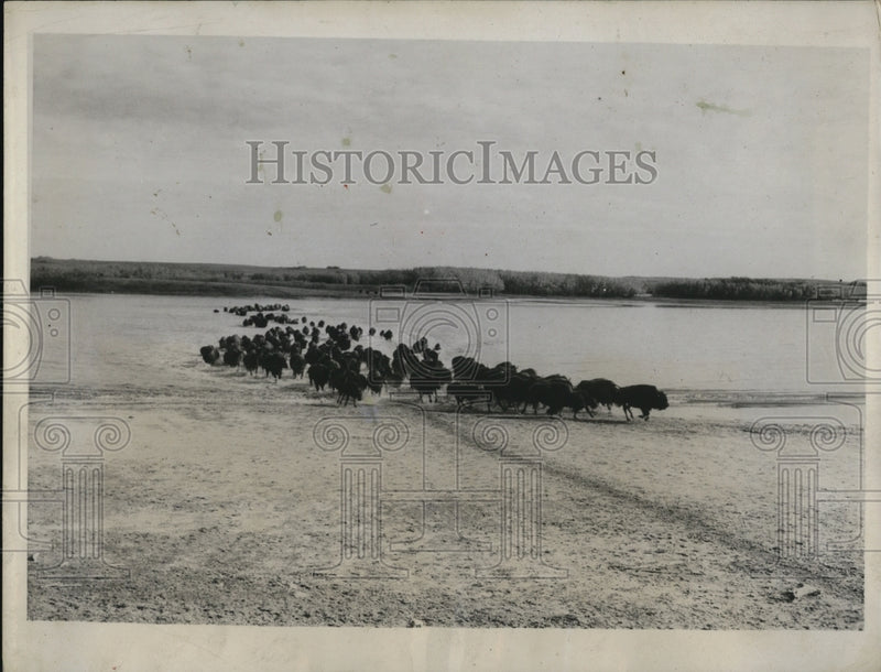 Load image into Gallery viewer, 1933 Press Photo Big Herd of Buffalo on the North American Continent
