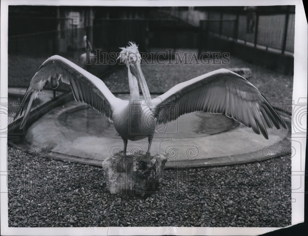 1957 Press Photo Pelican at London Zoo