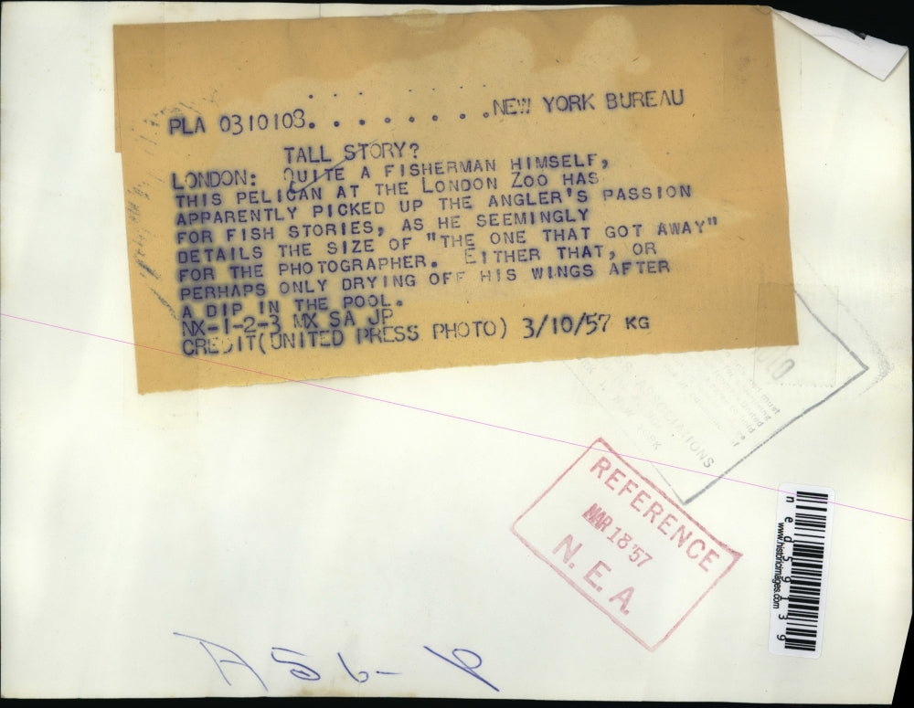 1957 Press Photo Pelican at London Zoo