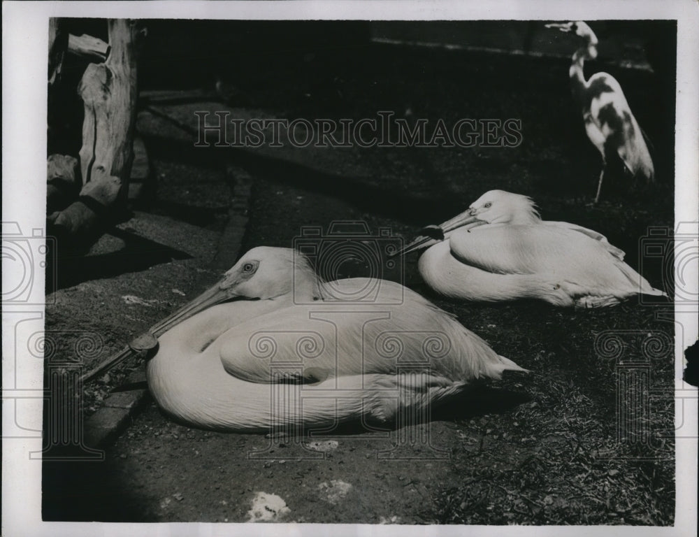 1935 Press Photo A pair of Pelican in the Santa Catalina Island Bird Park