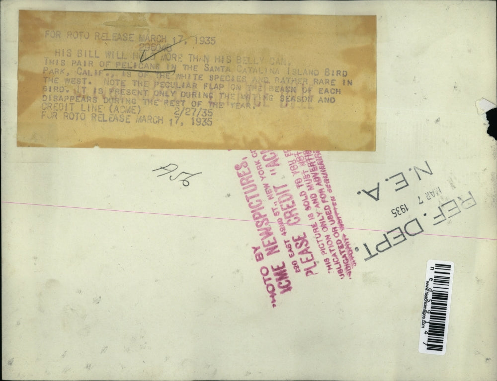 1935 Press Photo A pair of Pelican in the Santa Catalina Island Bird Park